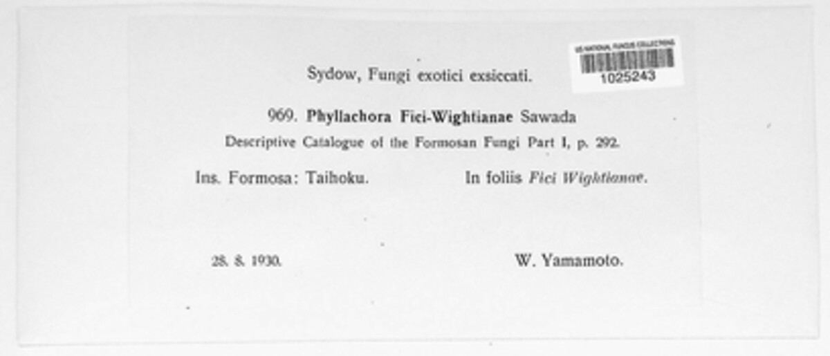 Phyllachora fici-wightianae image